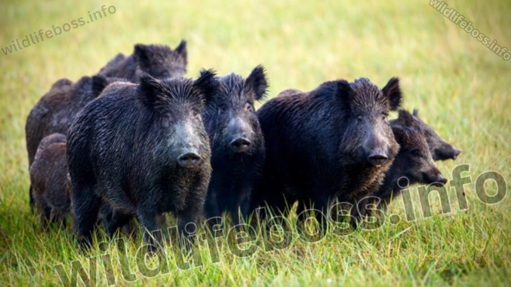 wild hogs