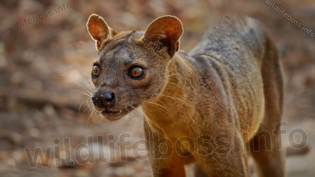 Fossa