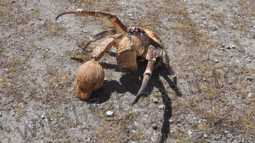 Coconut Crab