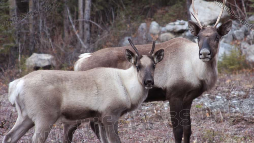 Caribou