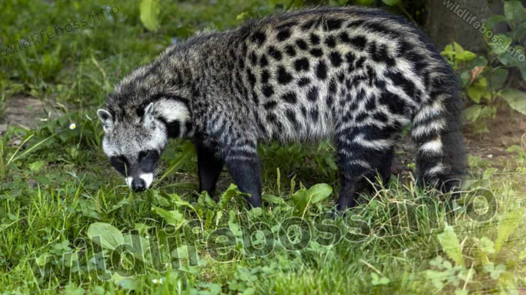 Civet