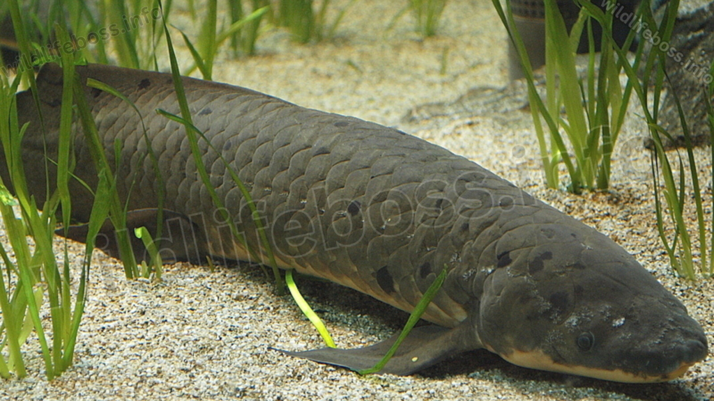 Lungfish