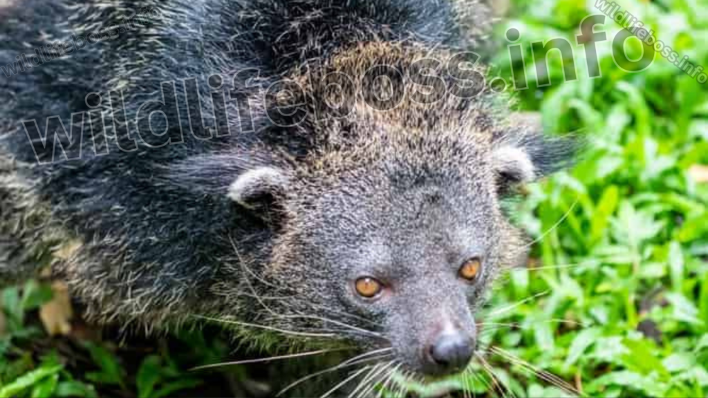 Binturong