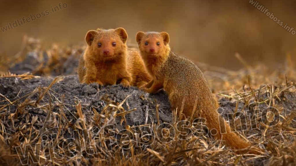 Mongoose are the animals like cats