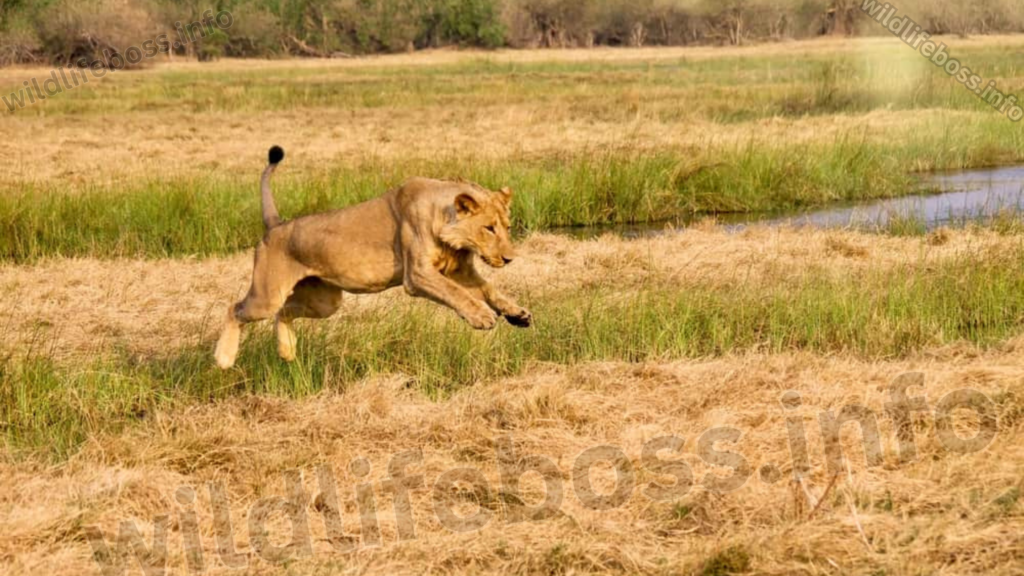 How Fast Are Lions?