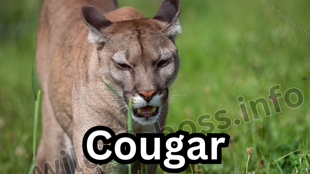 Cougar