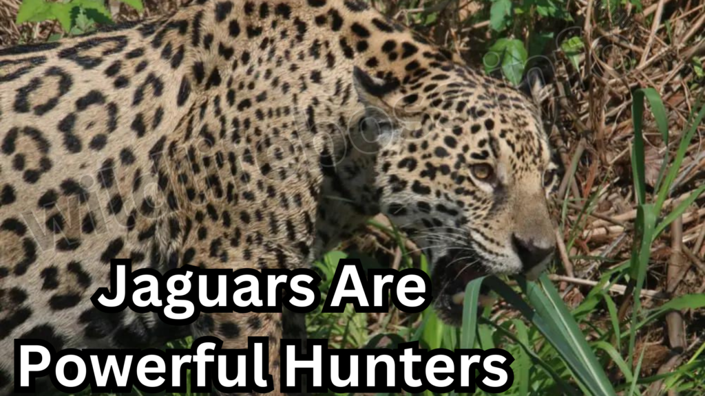 Jaguars  eat crocodiles