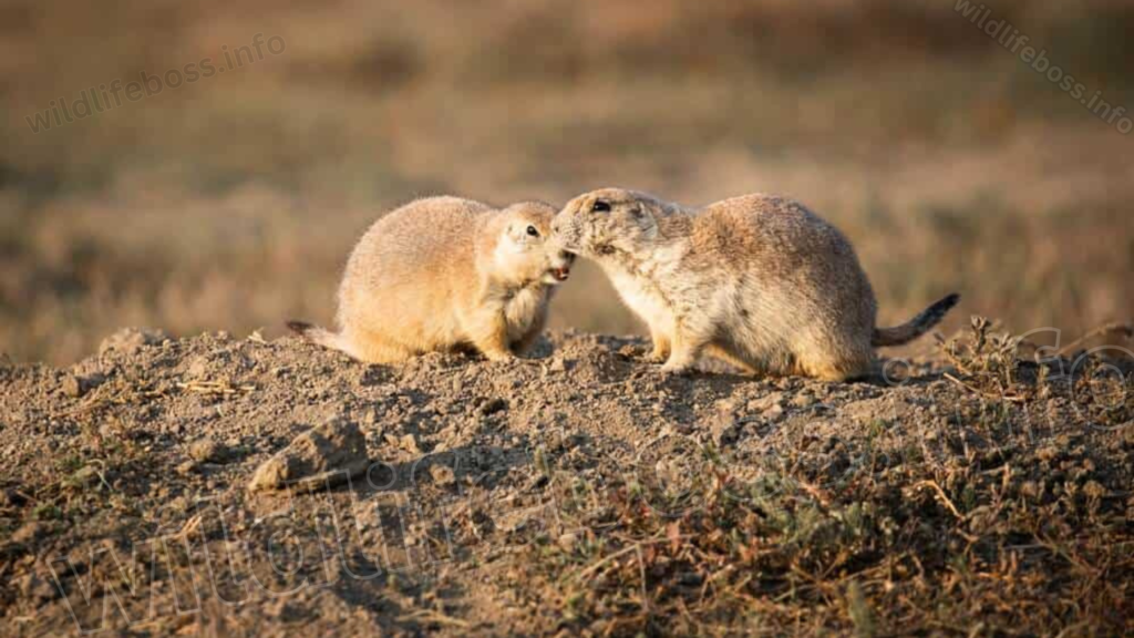 Prairie Dog