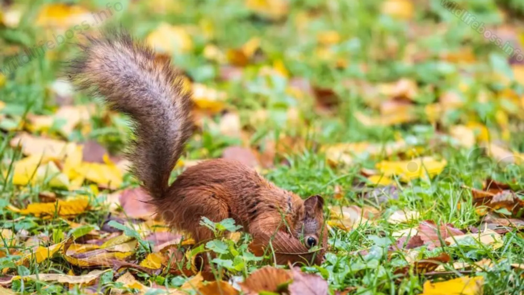 squirrel-autumn-leaves