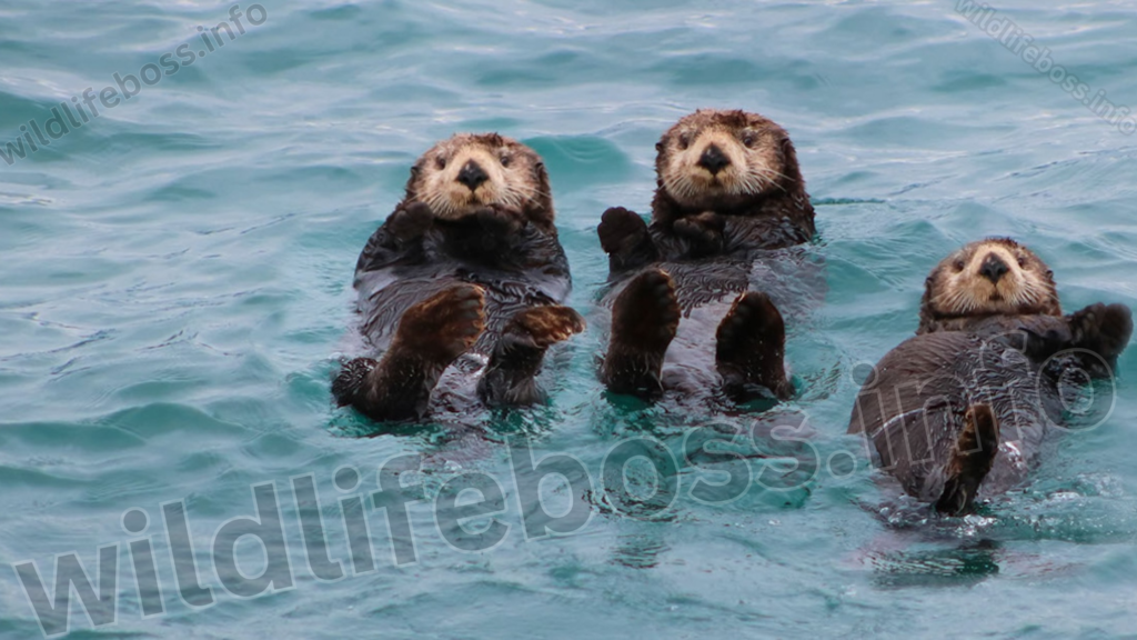 Otters