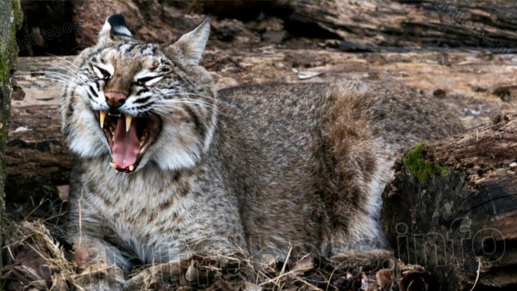 coyote vs bobcat