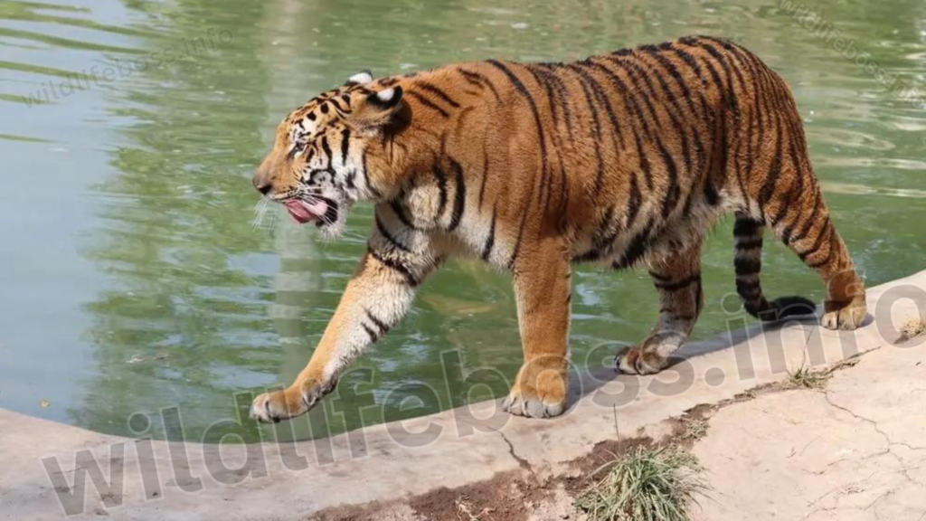 Sumatran Tigers