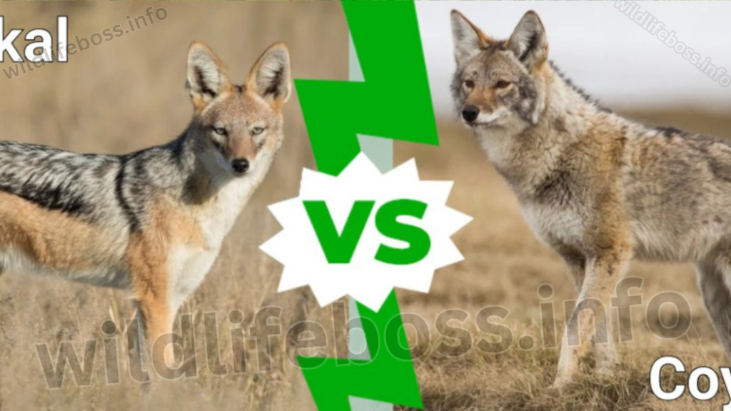 Coyote Vs Jackal