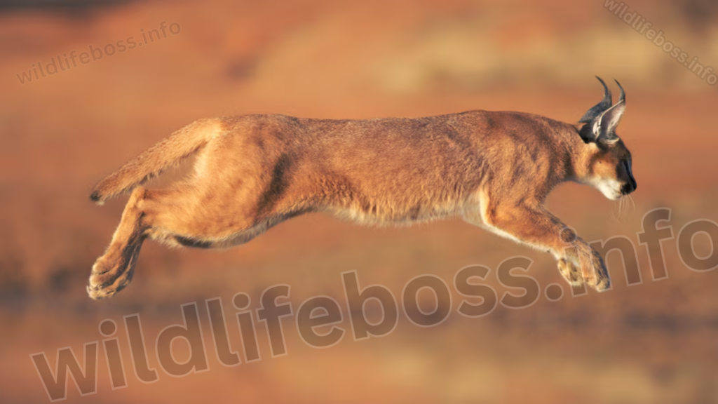 Caracal Wild Cats