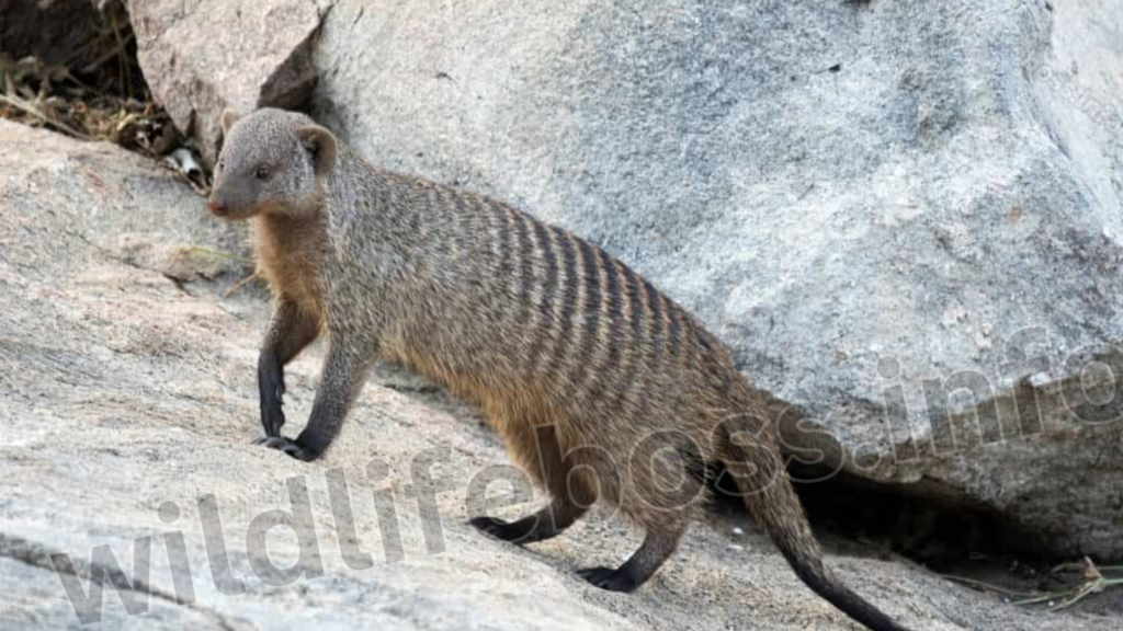 Banded Mongoose