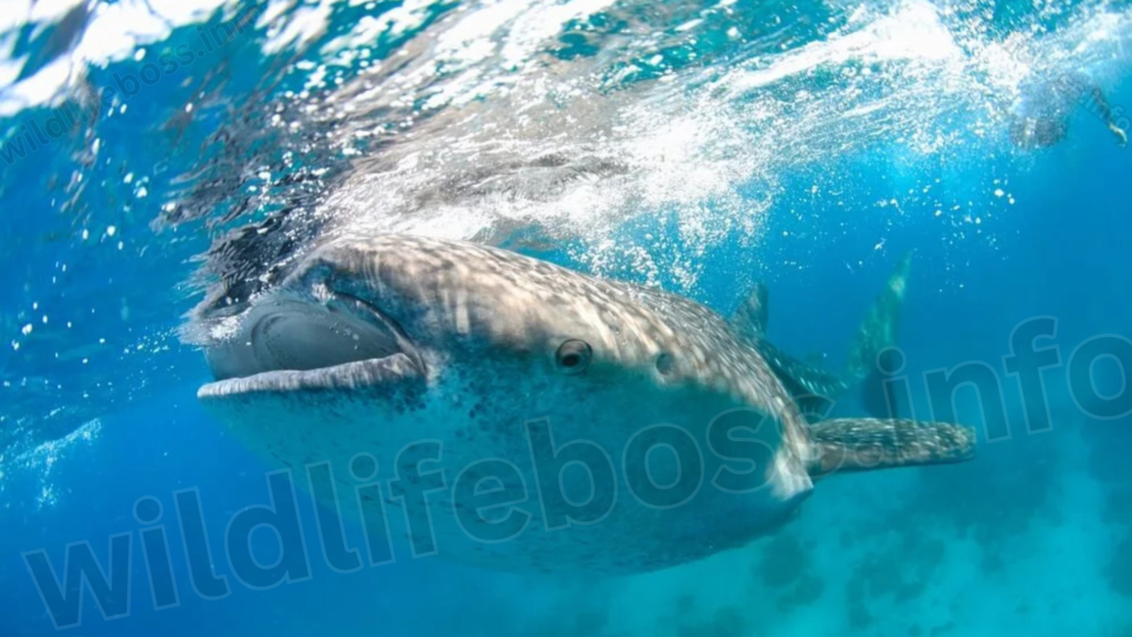 whale-shark-mouth-open