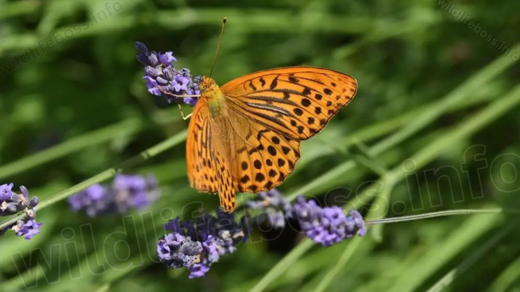 imperial-mantle-butterfly