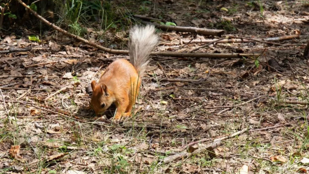 Squirrel Poop Vs Rat Poop