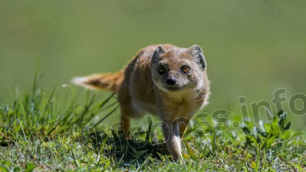 Yellow Mongoose