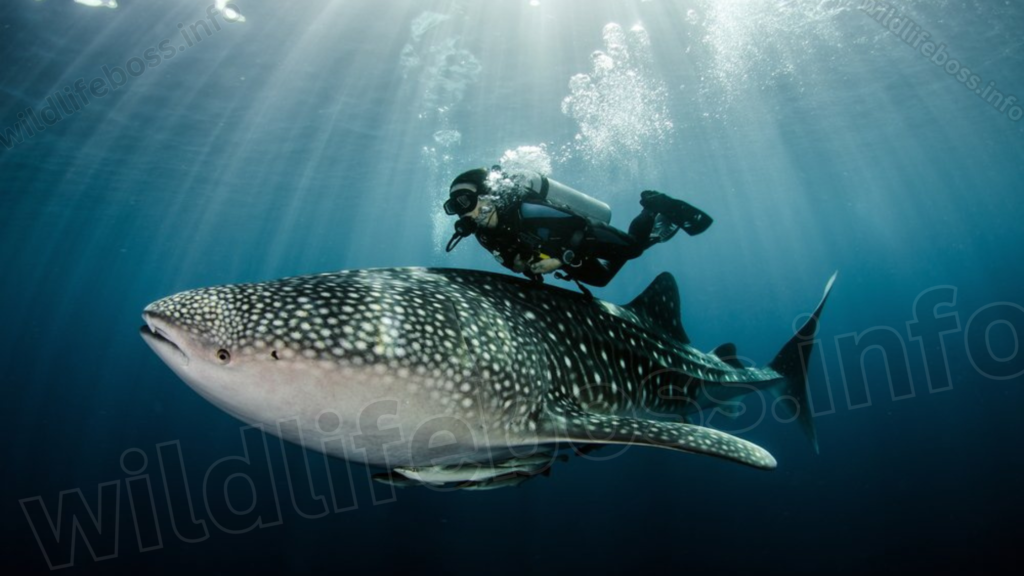 whale shark