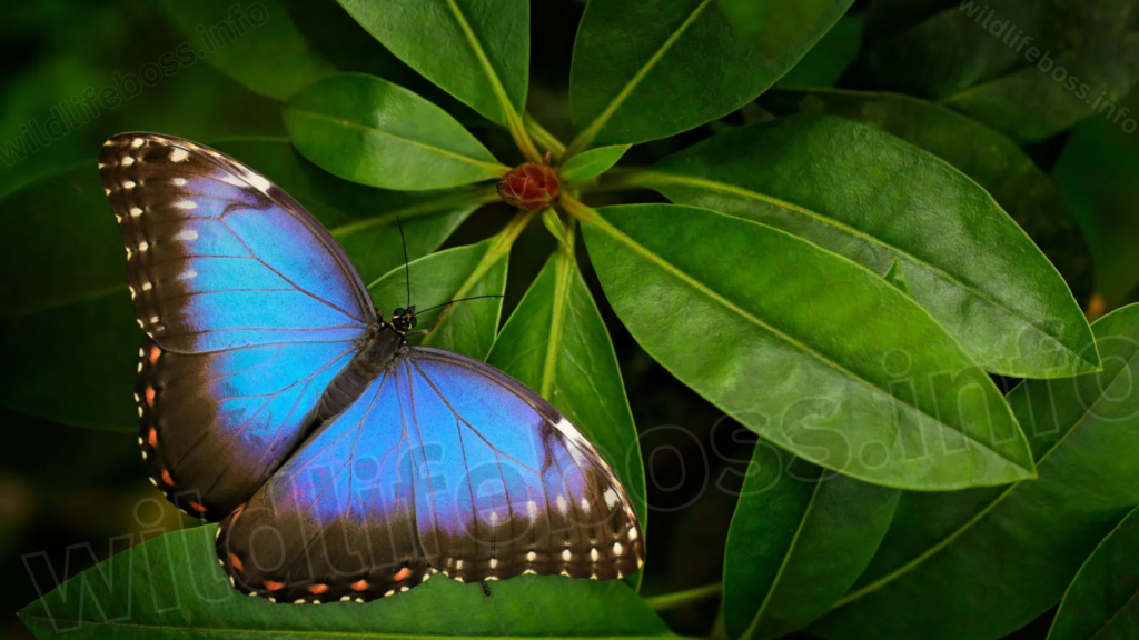 Morpho butterfly leaf Costa Rica