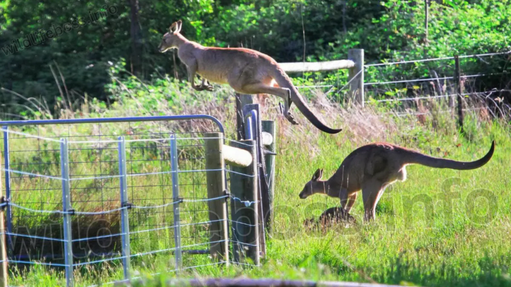 Kangaroos Jump