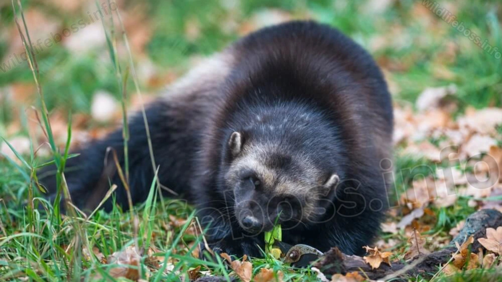 Wolverine Vs Honey Badger: 11 Amazing Differences (Size, Fight Etc ...