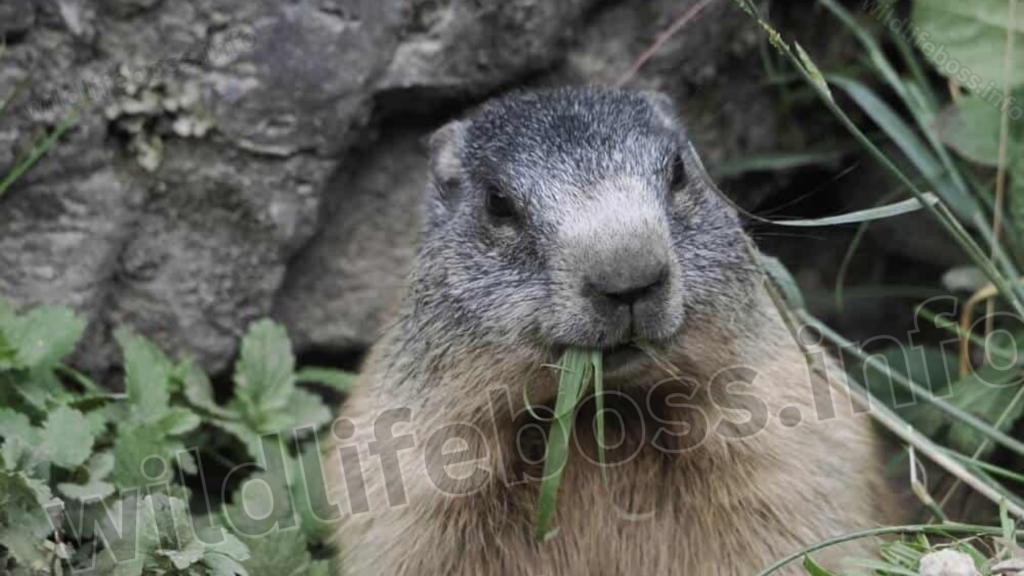 Marmot