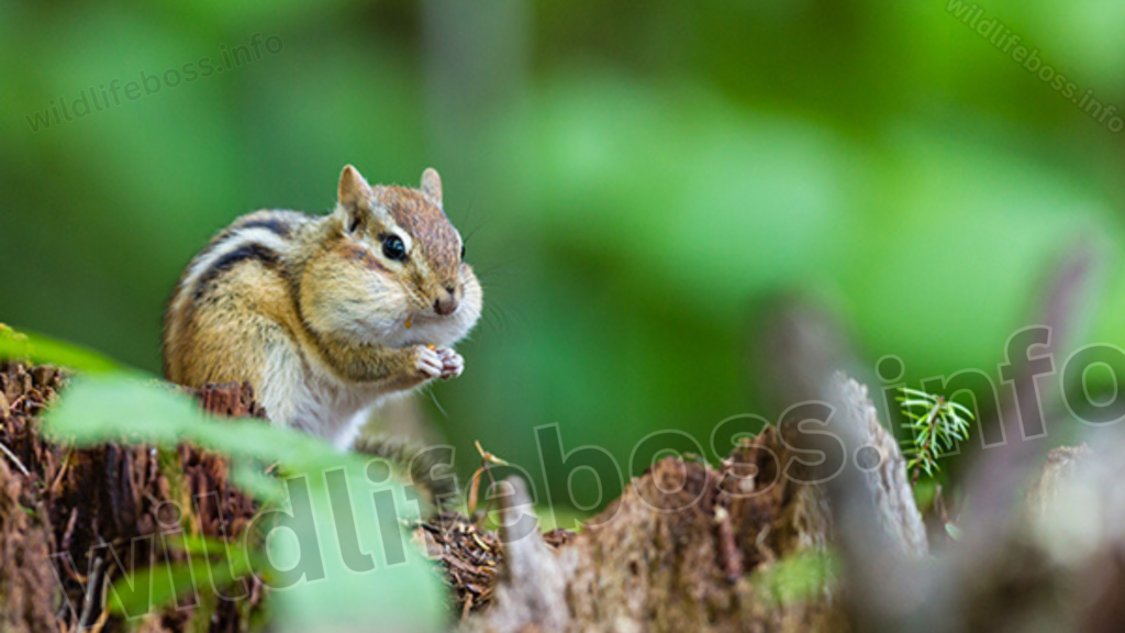 Chipmunk