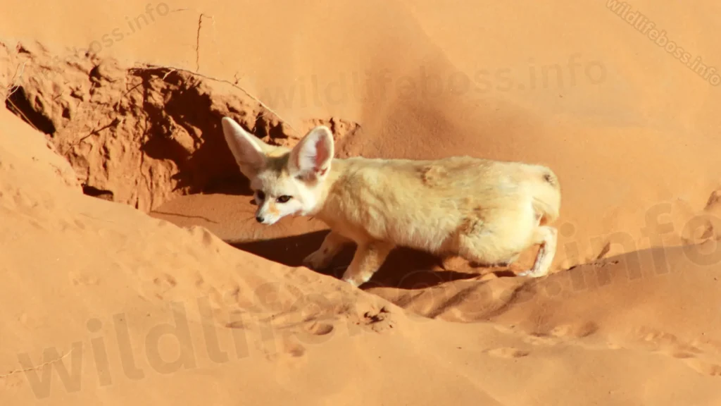 Fennec Foxes