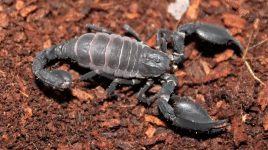 Chaerilus Scorpions