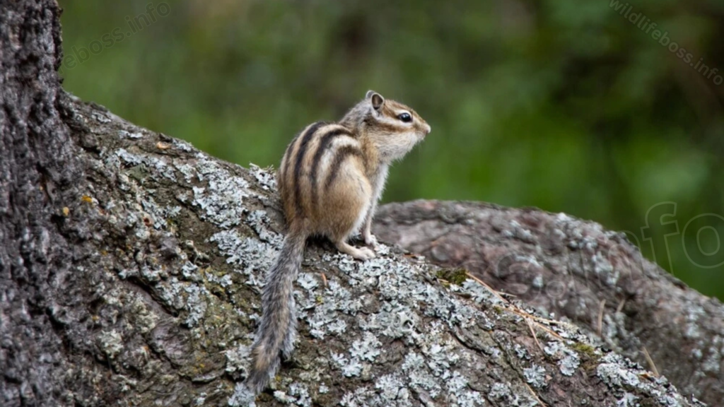 Chipmunks