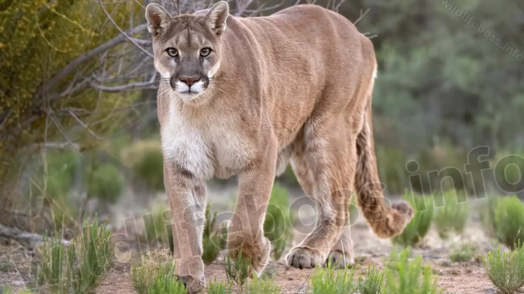 Coyote Vs Mountain Lion