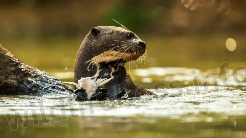 otters