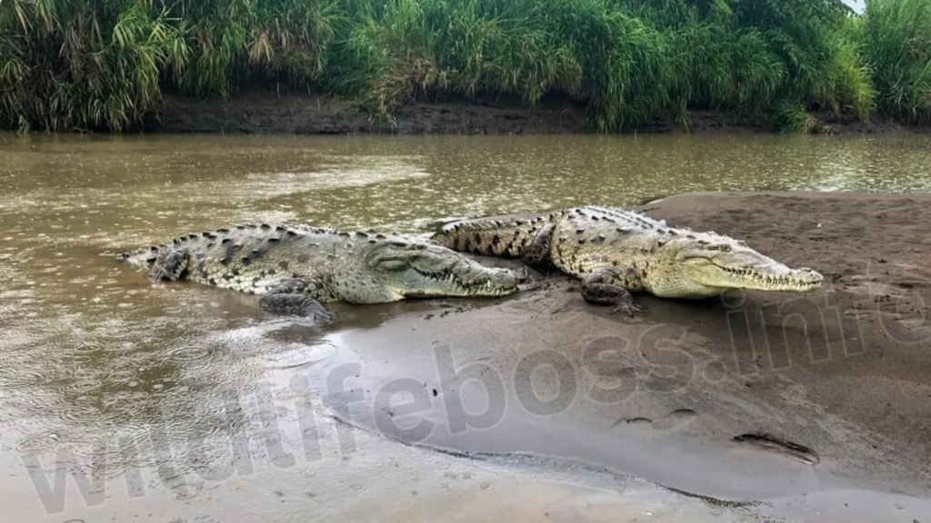 american-crocodiles-on-shore