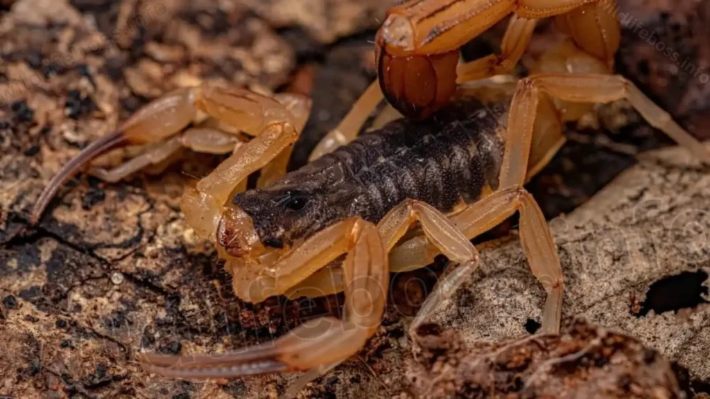 Types Of Scorpions