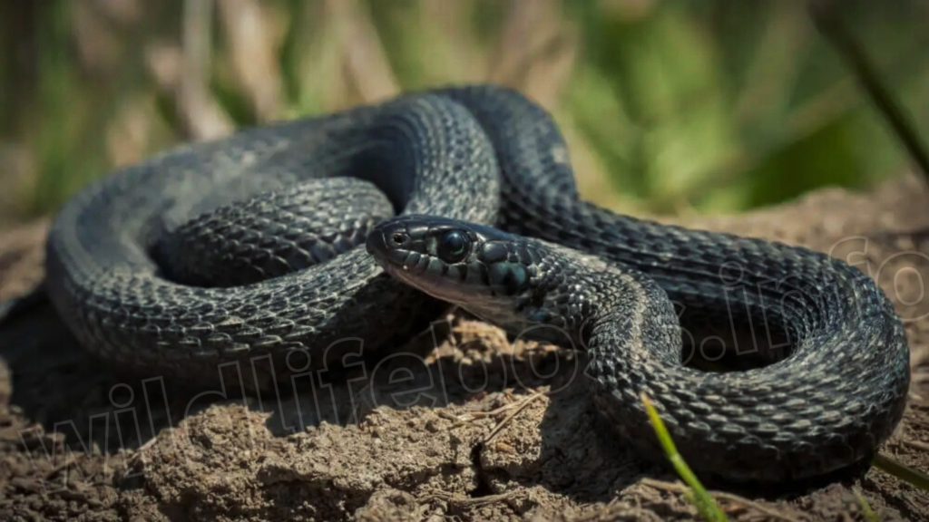 Plains Garter Snakes