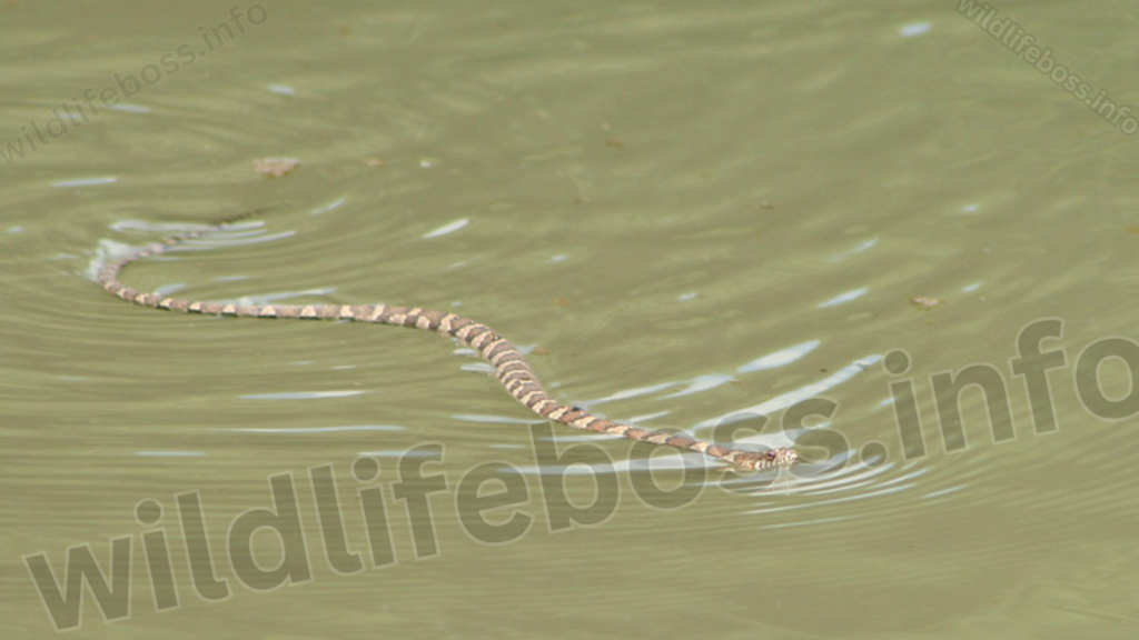 Common Water Snakes