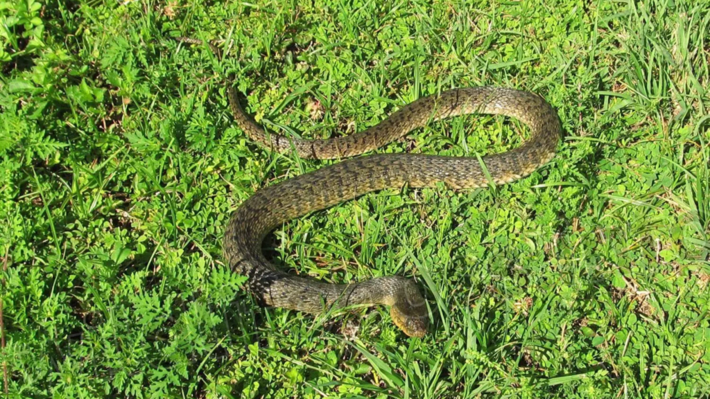 Florida Green Water Snakes