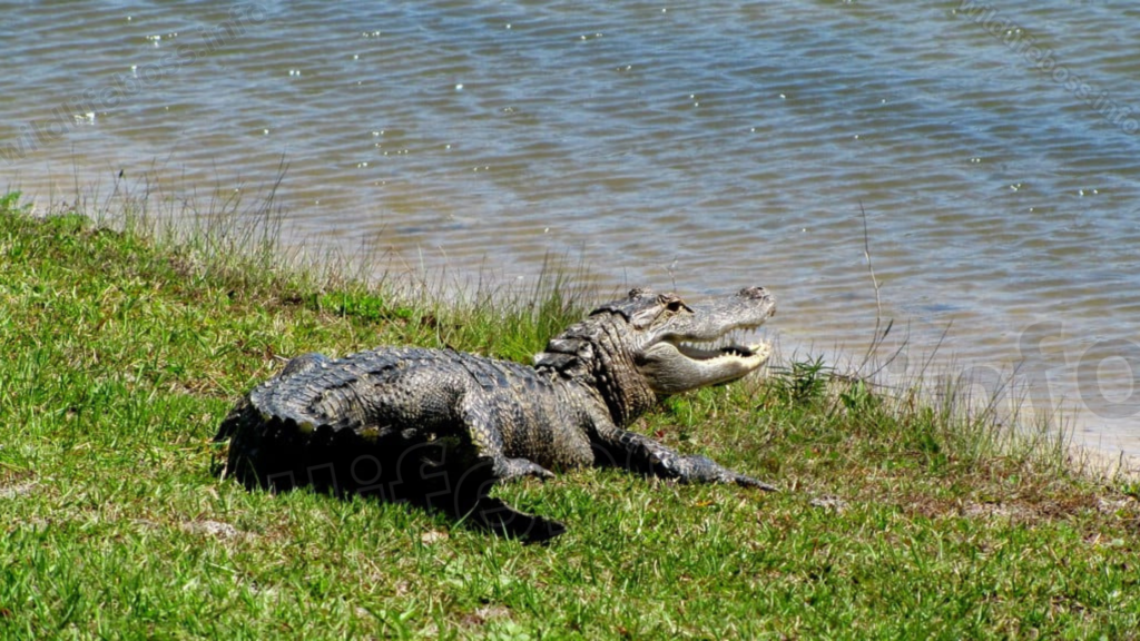 Crocodile Swim