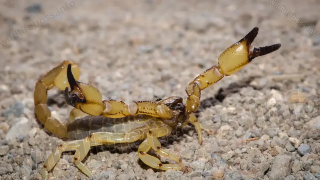 Iuridae Scorpions