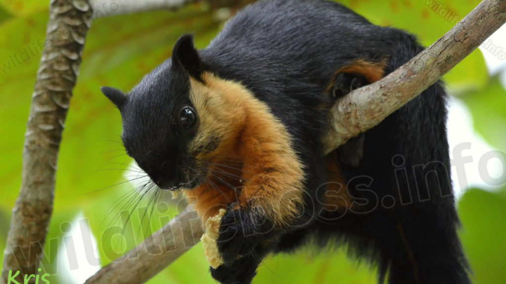 Oriental Giant Squirrels