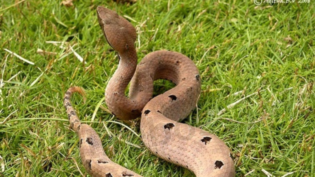 Hump-nosed Vipers