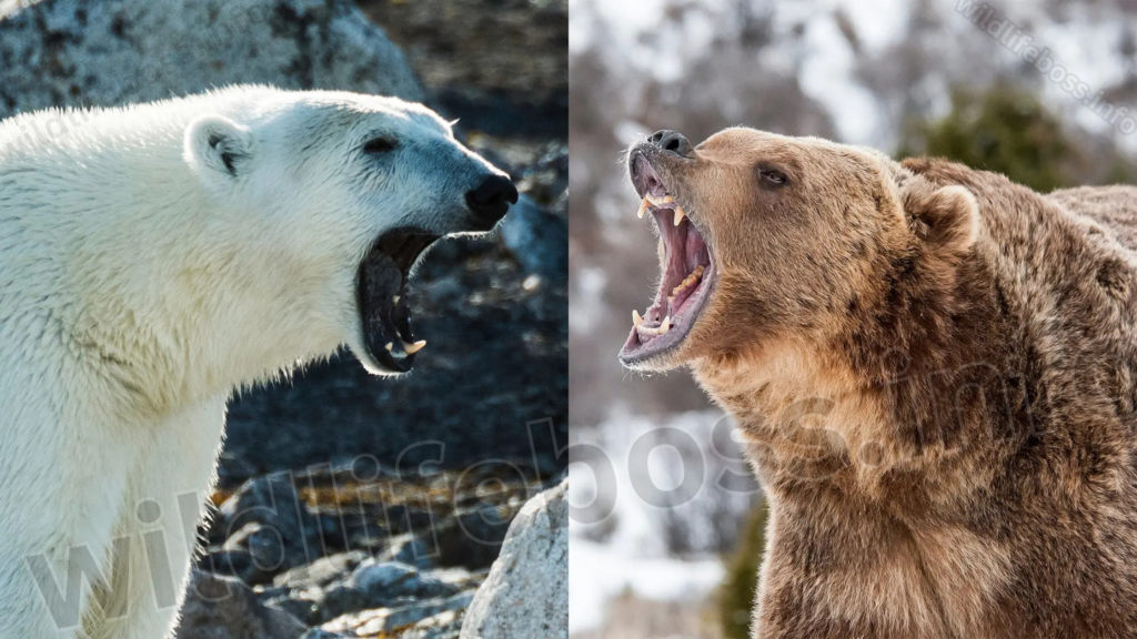 Polar Bear Vs Grizzly Bear