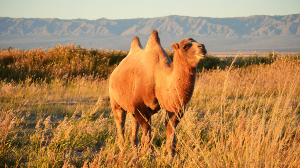 Camel vs horse