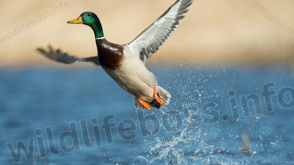 duck flying