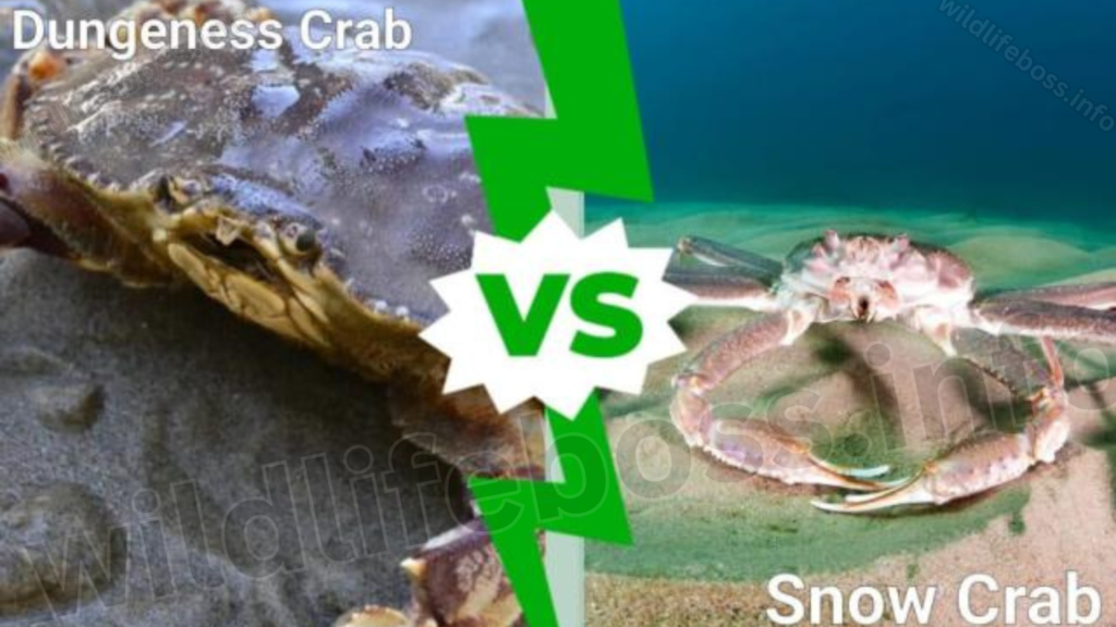 Dungeness Crab Vs Snow Crab