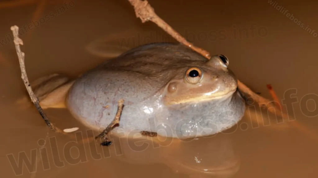 Water-holding Frogs are the animals that live in the desert