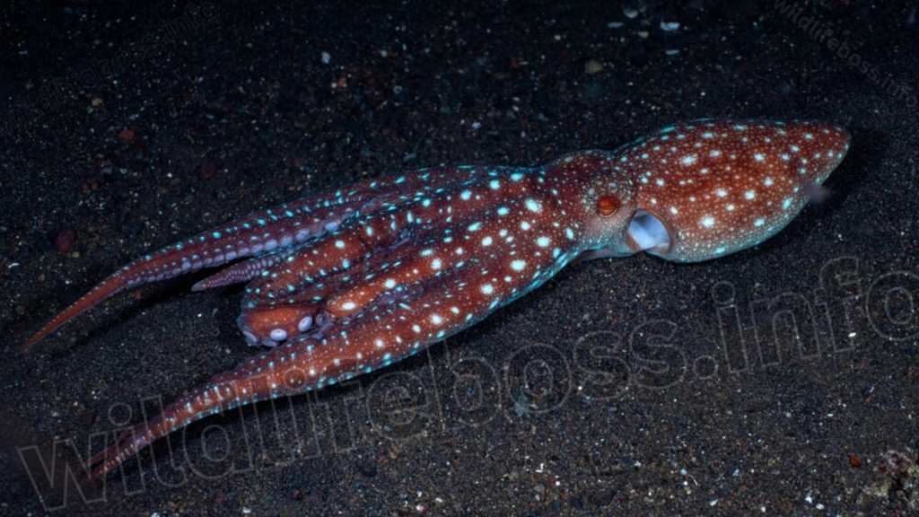 starry night octopus