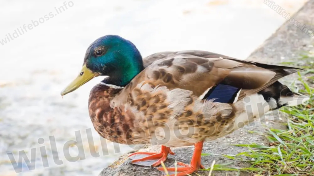 mallard ducks feet